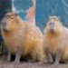 Capybara 060310_2